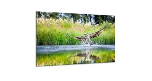 Glasschilderij Roofvogel over water - 120 x 70 cm